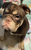 Beebo, a female English Bulldog for sale in Orange Grove, TX – 1 of 5