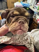 Beebo, a female English Bulldog for sale in Orange Grove, TX – 4 of 5