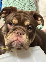 Beebo, a female English Bulldog for sale in Orange Grove, TX – 2 of 5