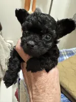 Sambo Naji, a male Chihuahua and Poodle - Toy  for sale in Orange Grove, TX – 4 of 5