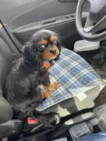 Saanvi, a female Cavalier King Charles Spaniel for sale in Orange Grove, TX – 4 of 4