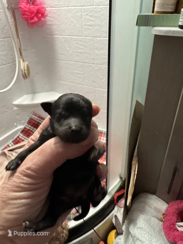 Naji – Poodle - Toy  puppy for sale in Orange Grove, TX