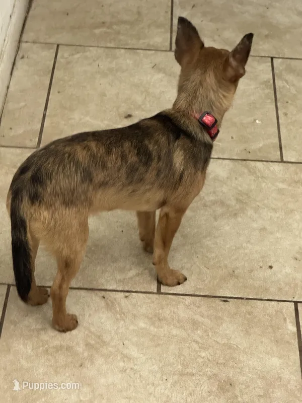 Goliath – Chihuahua puppy for sale in Orange Grove, TX