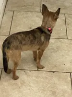 Goliath, a male Chihuahua for sale in Orange Grove, TX – 1 of 6
