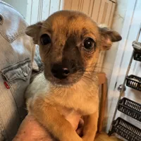 Goliath, a male Chihuahua for sale in Orange Grove, TX – Photo 2 of 4