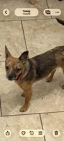 Goliath, a male Chihuahua for sale in Orange Grove, TX – 2 of 6