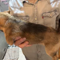 Goliath, a male Chihuahua for sale in Orange Grove, TX – Photo 3 of 4