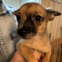 Goliath, a male Chihuahua for sale in Orange Grove, TX – Photo 1 of 4