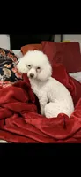  AKC Phoebe, a female Poodle - Toy  for sale in Orange Grove, TX – 2 of 3