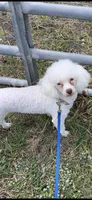  AKC Phoebe, a female Poodle - Toy  for sale in Orange Grove, TX – 3 of 3