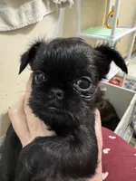 Mopsie, a female Brussels Griffon for sale in Orange Grove, TX – 2 of 5