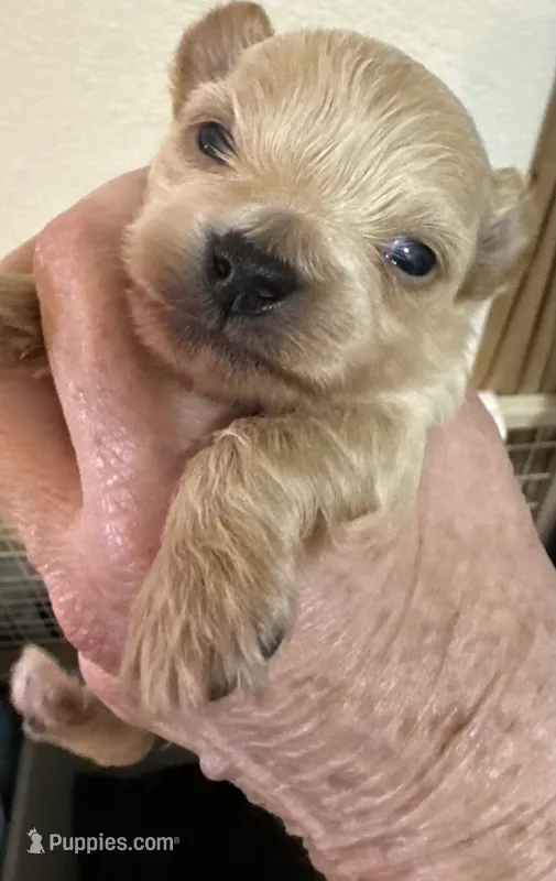 Nemo – Chihuahua, Poodle - Toy  puppy for sale in Orange Grove, TX