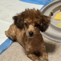 Jezzybelle  APRI, a female Poodle - Toy  for sale in Orange Grove, TX – Photo 1 of 5