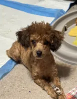 Jezzybelle , a female Poodle - Toy  for sale in Orange Grove, TX – Photo 1 of 2