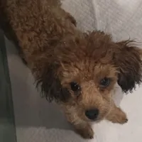 Jezzybelle  APRI, a female Poodle - Toy  for sale in Orange Grove, TX – Photo 3 of 5