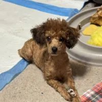 Jezzybelle  APRI, a female Poodle - Toy  for sale in Orange Grove, TX – Photo 2 of 5