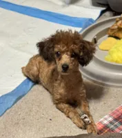 Jezzybelle , a female Poodle - Toy  for sale in Orange Grove, TX – Photo 2 of 2