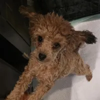 Jezzybelle  APRI, a female Poodle - Toy  for sale in Orange Grove, TX – Photo 4 of 5