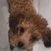 Jezzybelle  APRI, a female Poodle - Toy  for sale in Orange Grove, TX – Photo 5 of 5