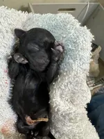 Moby, a male Brussels Griffon for sale in Orange Grove, TX – 4 of 4