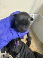 Moby, a male Brussels Griffon for sale in Orange Grove, TX – 2 of 4