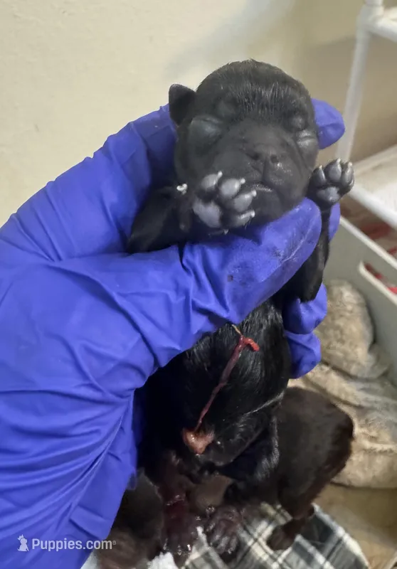 Moby – Brussels Griffon puppy for sale in Orange Grove, TX