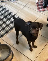 Mohan , a male Brussels Griffon for sale in Orange Grove, TX – 6 of 10