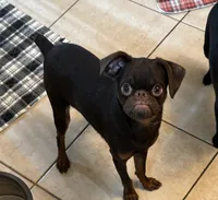 Mohan , a male Brussels Griffon for sale in Orange Grove, TX – 7 of 10