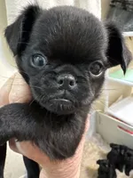 Magnus, a male Brussels Griffon for sale in Orange Grove, TX – 3 of 4