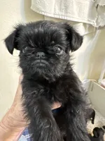 Moby, a male Brussels Griffon for sale in Orange Grove, TX – 2 of 3