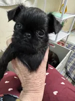 Mopsie, a female Brussels Griffon for sale in Orange Grove, TX – 5 of 5