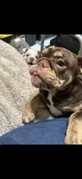 Beebo AKC, a female English Bulldog for sale in Orange Grove, TX – 6 of 7