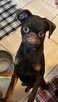Mohan , a male Brussels Griffon for sale in Orange Grove, TX – 9 of 10