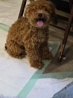 Jezzybelle  APRI, a female Poodle - Toy  for sale in Orange Grove, TX – 6 of 7