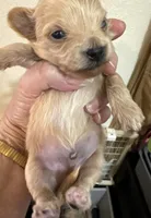 Nemo, a male Chihuahua and Poodle - Toy  for sale in Orange Grove, TX – 4 of 9