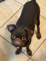 Mohan , a male Brussels Griffon for sale in Orange Grove, TX – 3 of 10