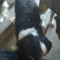 Tucker AKC Proven, a male Cavalier King Charles Spaniel for sale in Orange Grove, TX – Photo 4 of 5