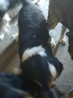 Tucker, a male Cavalier King Charles Spaniel for sale in Orange Grove, TX – Photo 4 of 5