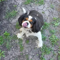 Tucker AKC Proven, a male Cavalier King Charles Spaniel for sale in Orange Grove, TX – Photo 2 of 5