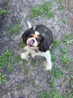 Tucker, a male Cavalier King Charles Spaniel for sale in Orange Grove, TX – Photo 2 of 5