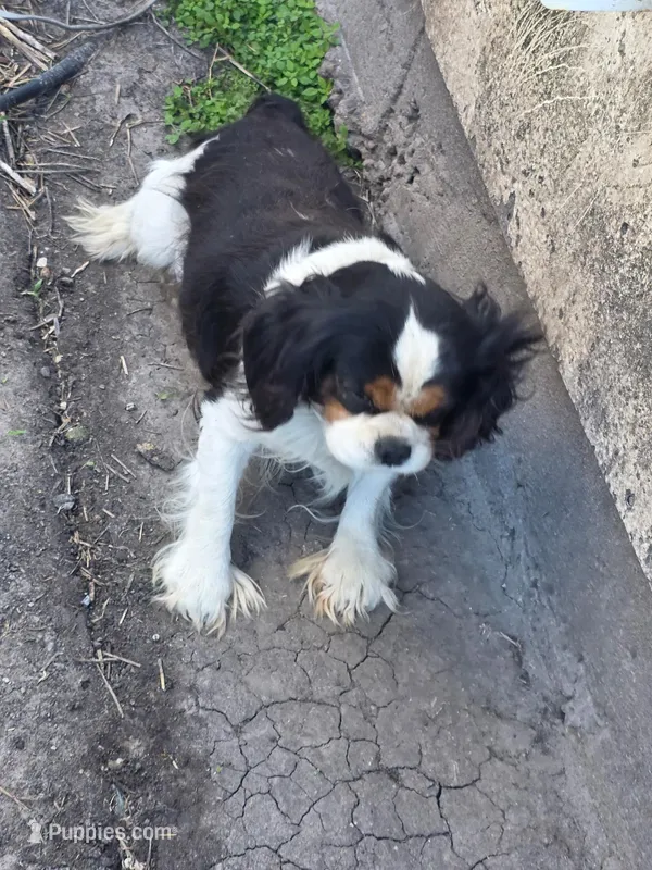 Tucker, a male Cavalier King Charles Spaniel for sale in Orange Grove, TX – Photo 1 of 5
