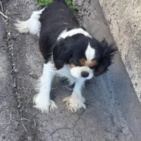 Tucker AKC Proven, a male Cavalier King Charles Spaniel for sale in Orange Grove, TX – Photo 1 of 5