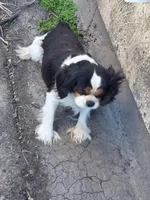 Tucker, a male Cavalier King Charles Spaniel for sale in Orange Grove, TX – Photo 1 of 5
