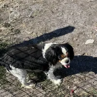 Tucker AKC Proven, a male Cavalier King Charles Spaniel for sale in Orange Grove, TX – Photo 3 of 5