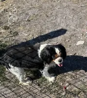 Tucker, a male Cavalier King Charles Spaniel for sale in Orange Grove, TX – Photo 3 of 5
