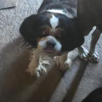 Tucker AKC Proven, a male Cavalier King Charles Spaniel for sale in Orange Grove, TX – Photo 5 of 5