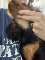 Misha, a female Cavalier King Charles Spaniel for sale in Orange Grove, TX – 4 of 5