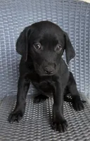 Labrador Retriever- Female, a female Labrador Retriever for sale in Prescott Valley, AZ – 2 of 3