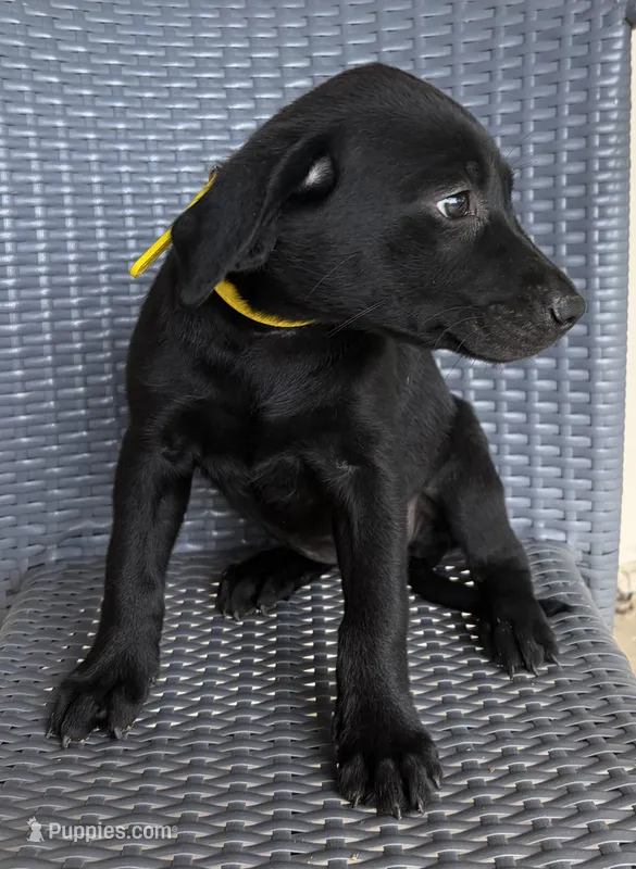 Labrador Retriever- Female – Labrador Retriever puppy for sale in Prescott Valley, AZ