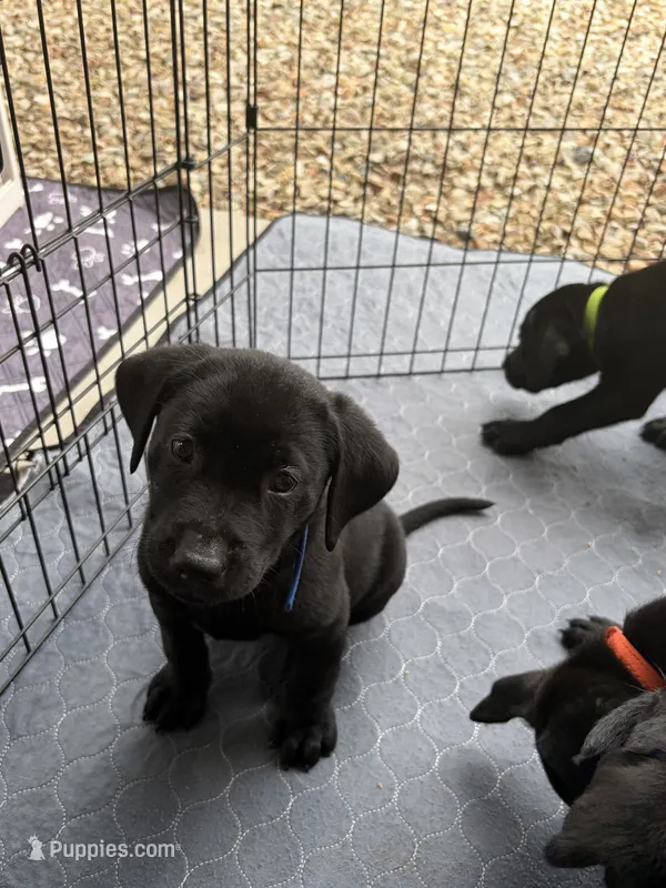 Lab puppy - Male AKC papers  – Labrador Retriever puppy for sale in Prescott Valley, AZ